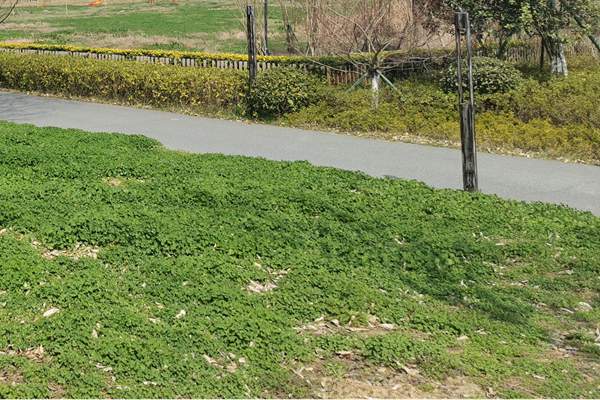 筑牢質量“安全線”！珠海市生態環境局等四部門加強建設用地土壤環境聯動監管服務